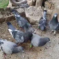 کبوتر المانی|پرنده|چناران, |دیوار