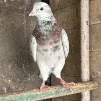 سرور