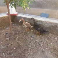 جوجه اردک ۲ماه