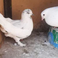 کبوتر|پرنده|محمدشهر, محمدشهر|دیوار