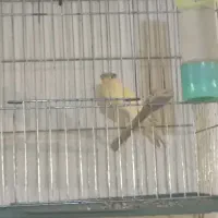 جوجه نر قناری