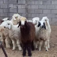 بره نر|حیوانات مزرعه|بردسیر, |دیوار