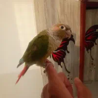 گرینچیک دستی|پرنده|شهر بابک, |دیوار