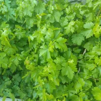 فروش-ی-قطعه-باغ