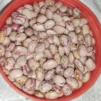 فروش لوبیا چیتی درجه یک ازنا