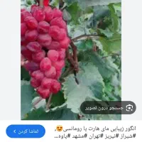 graps|خوردنی و آشامیدنی|بافت, |دیوار