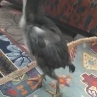 جوجه لاری اصیل