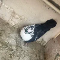 نر کربلایی رسمی(کلاغ رسمی)