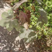 نهال قهوه|گل و گیاه طبیعی|ایرانشهر, |دیوار