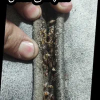 سمپاشی ساس سوسک کنه موریانه موش مورچه صددرصدتضمینی