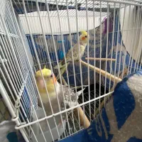 طوطی|پرنده|فومن, |دیوار