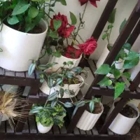 استند گل|گل و گیاه طبیعی|ایذه, |دیوار