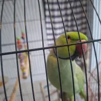 طوطی ملنگو
