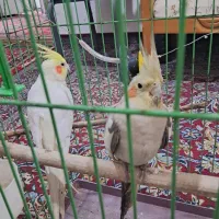 عروس هلندی جفت اهلی و مولد