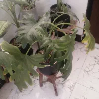 گل و گلدان|گل و گیاه طبیعی|شیراز, کوشک بیدک|دیوار