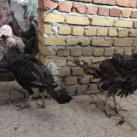 بوقلمون پای پرواز