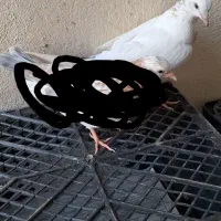 جوجه کبوتر