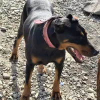 سگ دوبرمن|سگ|نسیم‌شهر, |دیوار