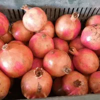 انار ملس بسیار قرمز وآبدار