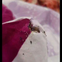 سمپاشی ساس سوسک تمام حشرات 100درصدتضمینی تمام نقاط