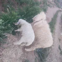 میش دوقلوزا و بره ۳ماهه هترو