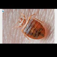 سمپاشی سوسک وساس سم پاشی کک وکنه و انواع حشرات|خدمات نظافت|مشهد, موسوی قوچانی|دیوار