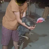 بوقلمون برنز ۱۳۰ روره