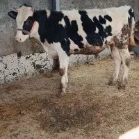 گوساله  هلشتاین نر دو راس