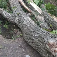 چوپ|خدمات باغبانی و درختکاری|شیروان (لرستان), |دیوار