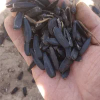 تخمه|عمده‌فروشی|انگوران, |دیوار