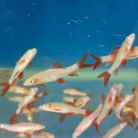 ماهیهای زینتی کاسپین