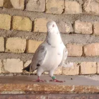 کبوتر|پرنده|شیراز, گلشن|دیوار