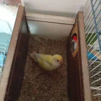 فروش عروس هلندی و طوطی برزیلی