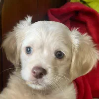 توله سگ پودل کراس|سگ|مشهد, هنرستان|دیوار