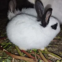 بچه خرگوش|موش و خرگوش|آبیک, |دیوار