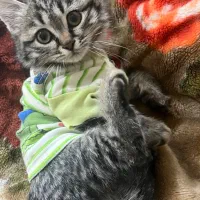 واگذاری گربه