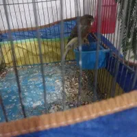 قناری|پرنده|چادگان, |دیوار