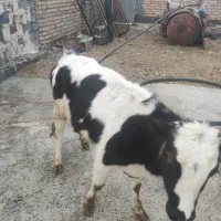 گاو سالم|حیوانات مزرعه|دهگلان, |دیوار