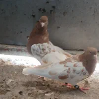کله نارنجی هیکل بلند خوب