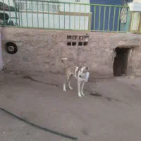 گچوگ خود دارم