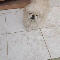 سگ نرپیکنیز شناسنامه دار|سگ|اصفهان, باغ نگاره|دیوار