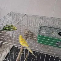 یک جفت مرغ عشق