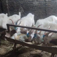 برغاله نرسانن