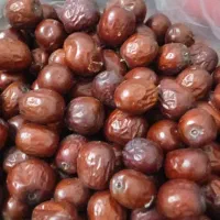عناب درشت