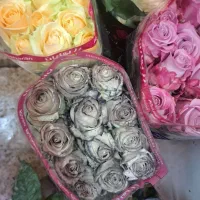 گل رز 20شاخه