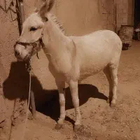 الاغ ماده باری سواری