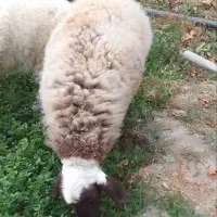 سلام گوسفند بز و میش جوان هر دو برای کشتن|حیوانات مزرعه|مشهد, توس (بلوار توس)|دیوار