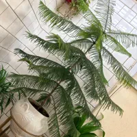کاج مطبق