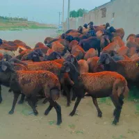 120 راس بره ماده افشار و غزل افشار فروشی ...میش|حیوانات مزرعه|مشهد, طرق|دیوار