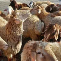 دام زنده سبک و سنگین